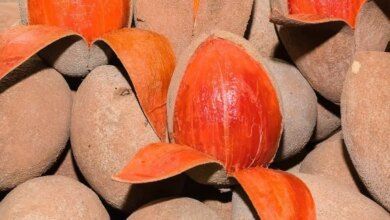 Mamey 2.jpg