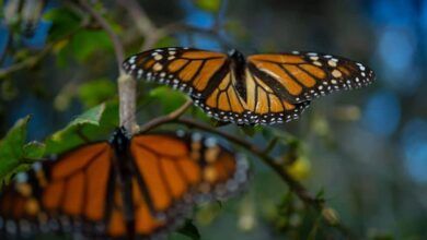 797862 Mariposas Monarcas 4 Impreso.jpg