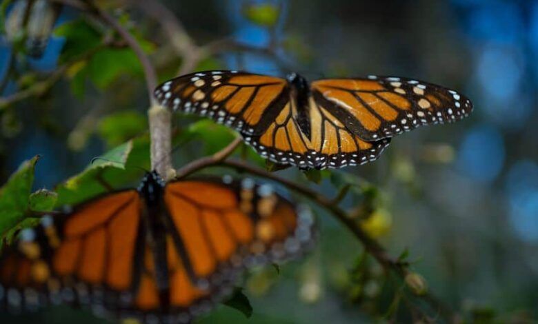 797862 Mariposas Monarcas 4 Impreso.jpg