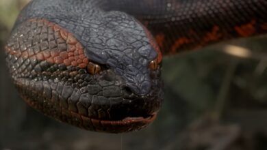 Anaconda 1997 Scaled.jpg