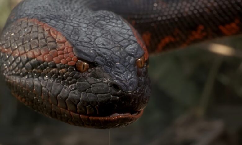 Anaconda 1997 Scaled.jpg