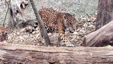 Jaguar In Quintana Roo Government Of Quintana Roo.jpg