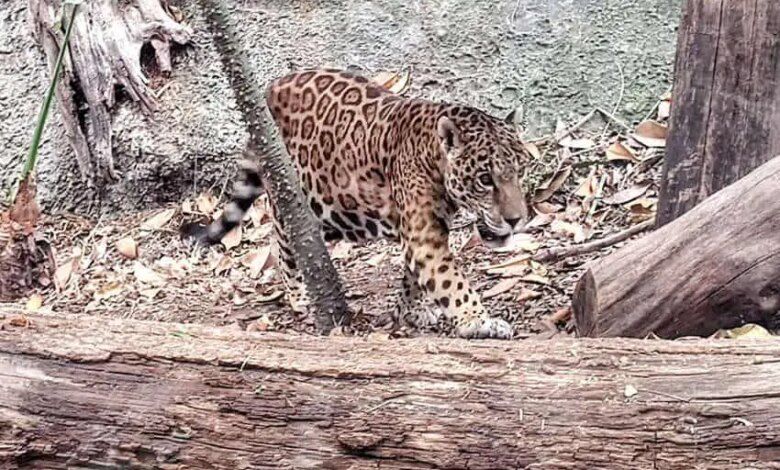 Jaguar In Quintana Roo Government Of Quintana Roo.jpg
