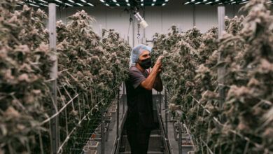 00cannabis Industry Top6 Qpkg Facebookjumbo.jpg