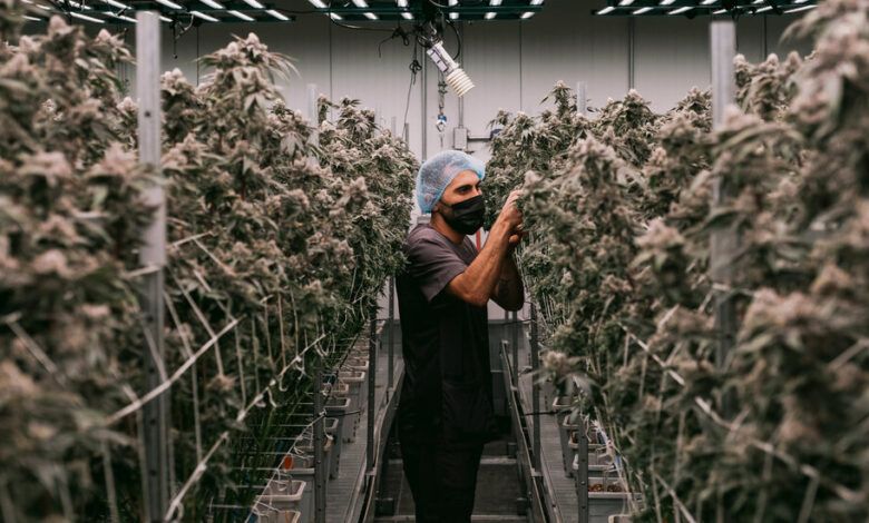 00cannabis Industry Top6 Qpkg Facebookjumbo.jpg