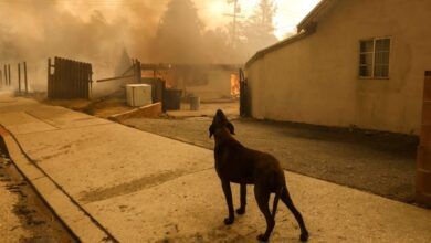 08california Fires Animals1 Cjmt Facebookjumbo.jpg