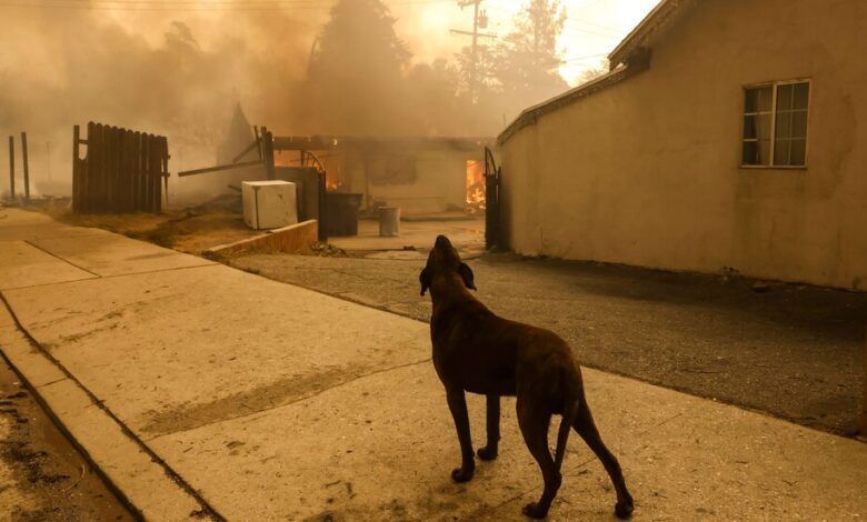 08california Fires Animals1 Cjmt Facebookjumbo.jpg