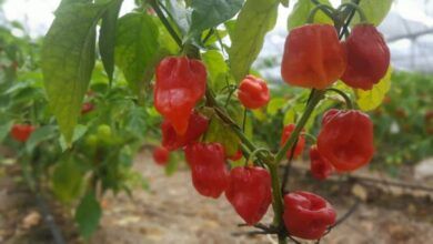 Habanero Chili 2.jpg
