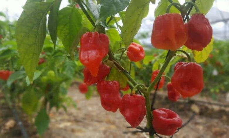 Habanero Chili 2.jpg