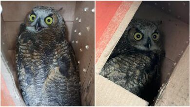 Owls Bva.jpg
