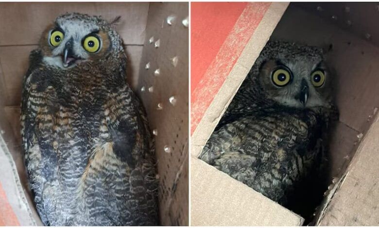 Owls Bva.jpg