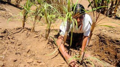 Woman Planting.jpg