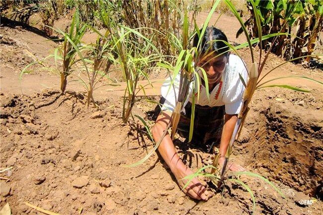 Woman Planting.jpg