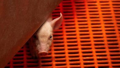 03pigs Jtlz Facebookjumbo.jpg
