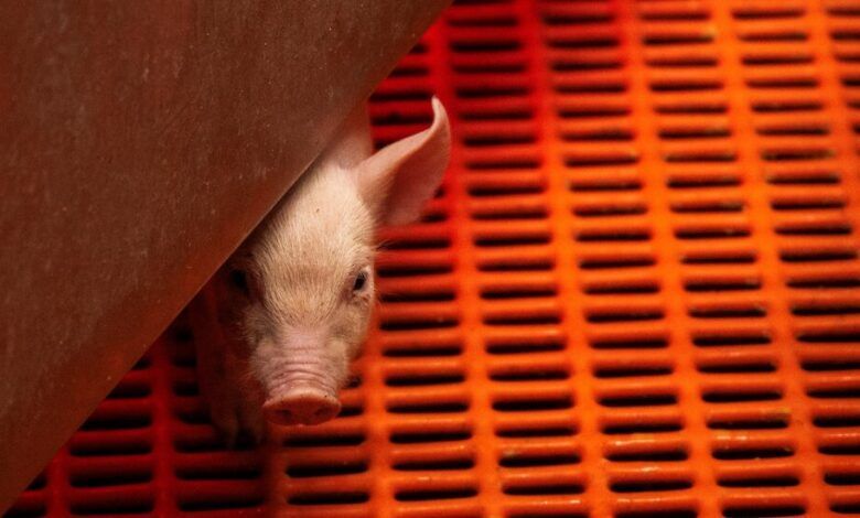 03pigs Jtlz Facebookjumbo.jpg
