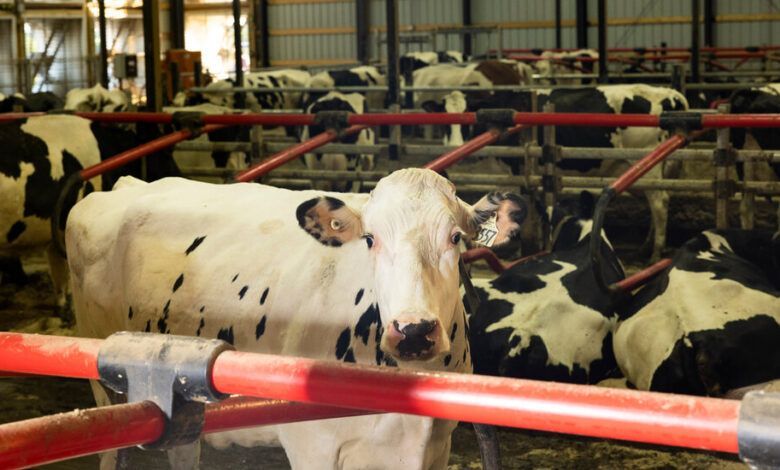 05birdflu Cattle Ztjm Facebookjumbo.jpg