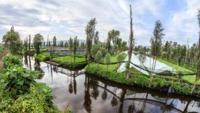 1739127361 Chinampas Xochimilco.jpg