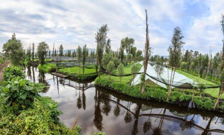 1739127361 Chinampas Xochimilco.jpg