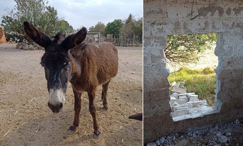 Donkey.jpg
