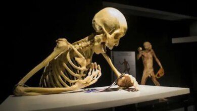 Our Body Exposicion Cuerpos Humanos Reales Cdmx 2.jpg