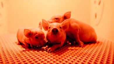 00pig kidneys promo zlkt facebookjumbo.jpg