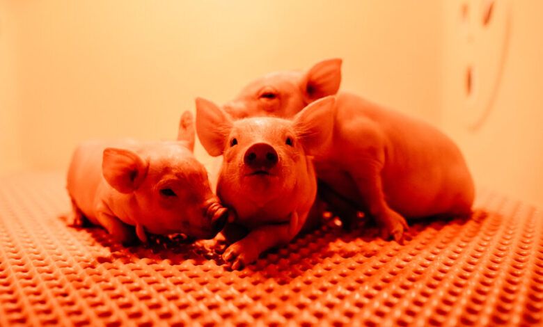 00pig kidneys promo zlkt facebookjumbo.jpg