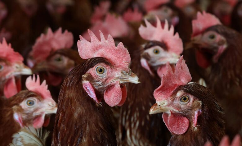 18kennedy birdflu 01 bfvj facebookjumbo.jpg