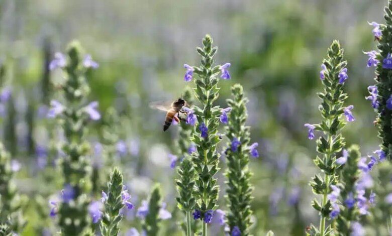 A field with chia plants copy.jpg