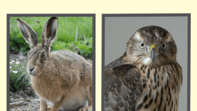 Animalmemoirs facebookjumbo v2.png