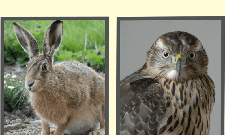 Animalmemoirs facebookjumbo v2.png
