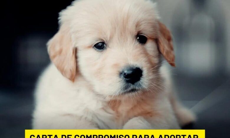 Perrito.jpeg