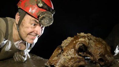 1 asm cave bear.jpg