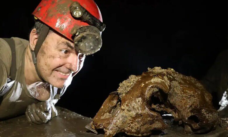 1 asm cave bear.jpg