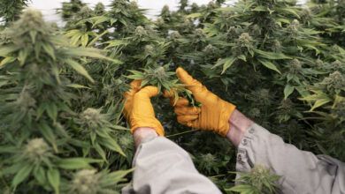 14hs cannabis fhlg facebookjumbo.jpg