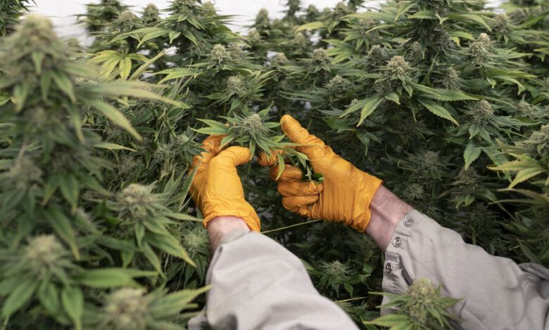 14hs cannabis fhlg facebookjumbo.jpg