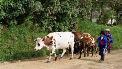 250407 stock photo aftosa cow 1200x700 1.jpg
