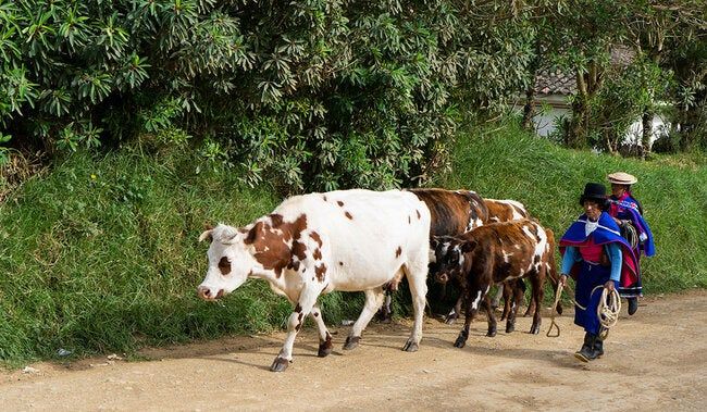 250407 stock photo aftosa cow 1200x700 1.jpg