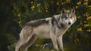 487029 lobo mexicano impreso.jpg