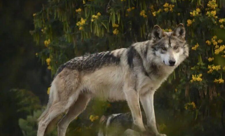 487029 lobo mexicano impreso.jpg