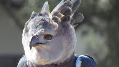 Harpia harpyja falconry head 8a.jpg