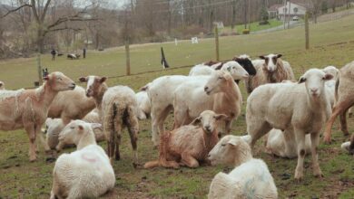 10met routine sheep herder video 32145 cover facebookjumbo.jpg