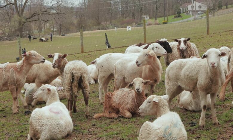 10met routine sheep herder video 32145 cover facebookjumbo.jpg