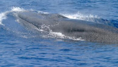 Gom brydes whale.jpg