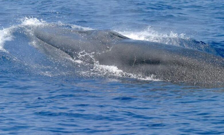 Gom brydes whale.jpg