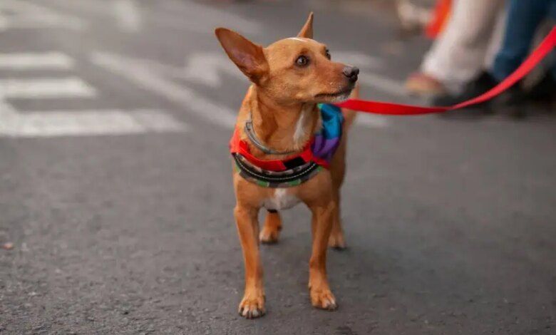 Shutterstock 2330745033 algobonito.jpg