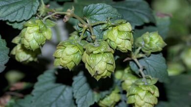 Humulus lupulus with fly stanzilla wikimedia commons.jpg