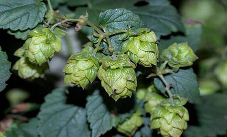 Humulus lupulus with fly stanzilla wikimedia commons.jpg