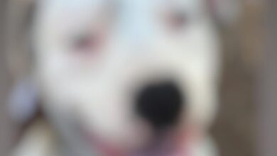 Img 1626.jpeg