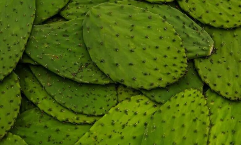 1035710 feria del nopal impreso.jpg