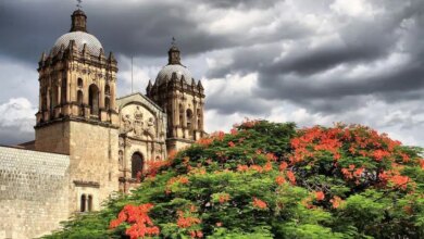 Florecer en oaxaca.jpg